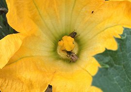 Bees Conservation