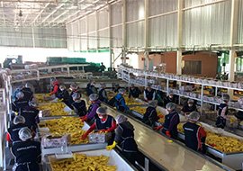 Food Safety