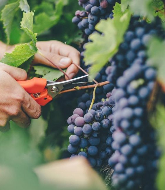 grapes